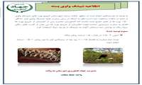 هشدار شبکه مراقبت جهاد کشاورزی مه‌ولات؛ زمان مبارزه با شپشک واوی فرا رسید